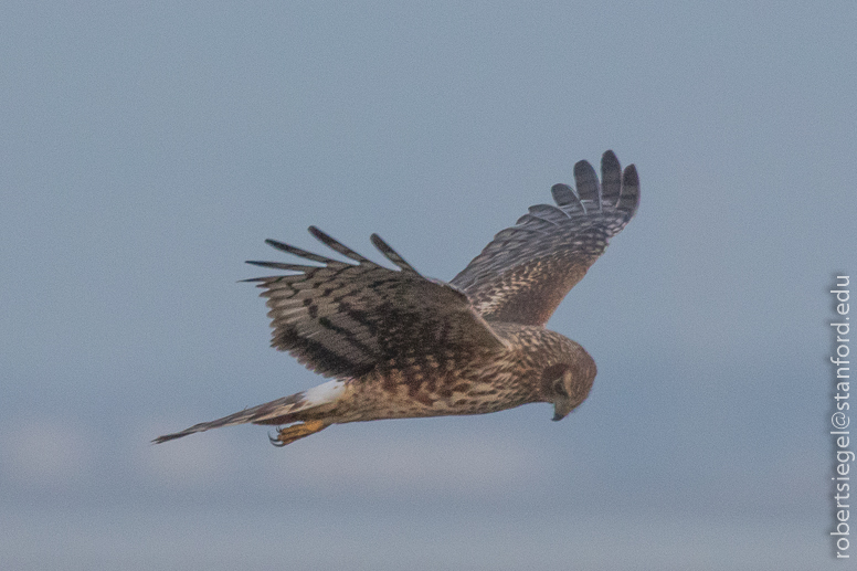 palo alto baylands